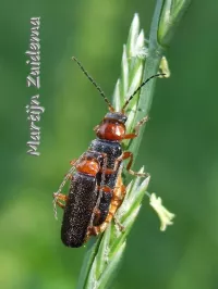 [Cantharis nigra]